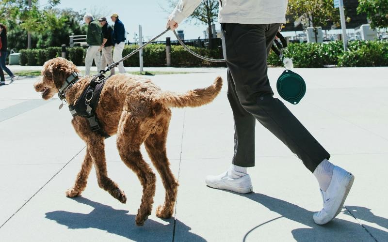 A dog being walked by a person in a park.